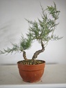T 10. Tamarix 150 euros con envio gratis penisula