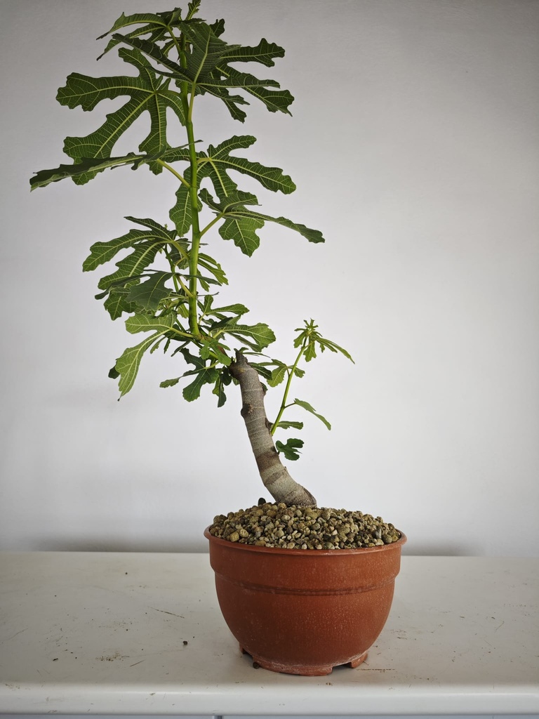 H 11. Ficus carica 150 euros con envio gratis peninsula.