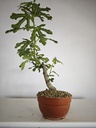 H 11. Ficus carica 150 euros con envio gratis peninsula.