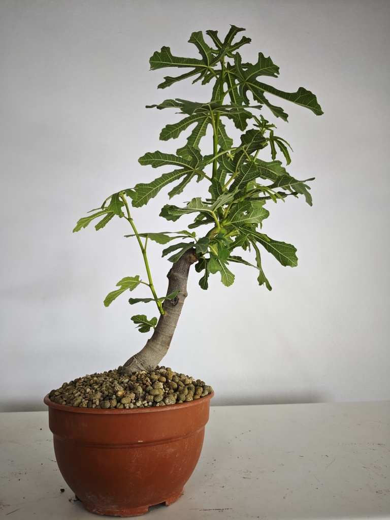 H 11. Ficus carica 150 euros con envio gratis peninsula.