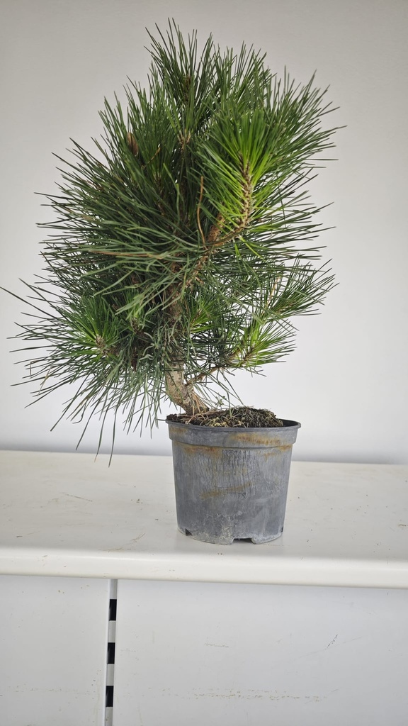 * P 11 Pinus thunbergii, 70 euros con envio gratis peninsula.