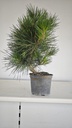 * P 11 Pinus thunbergii, 70 euros con envio gratis peninsula.