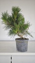 * P 11 Pinus thunbergii, 70 euros con envio gratis peninsula.