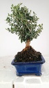 1 Olea europaea sylvestris
