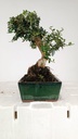 0 Olea europaea sylvestris, 66 euros