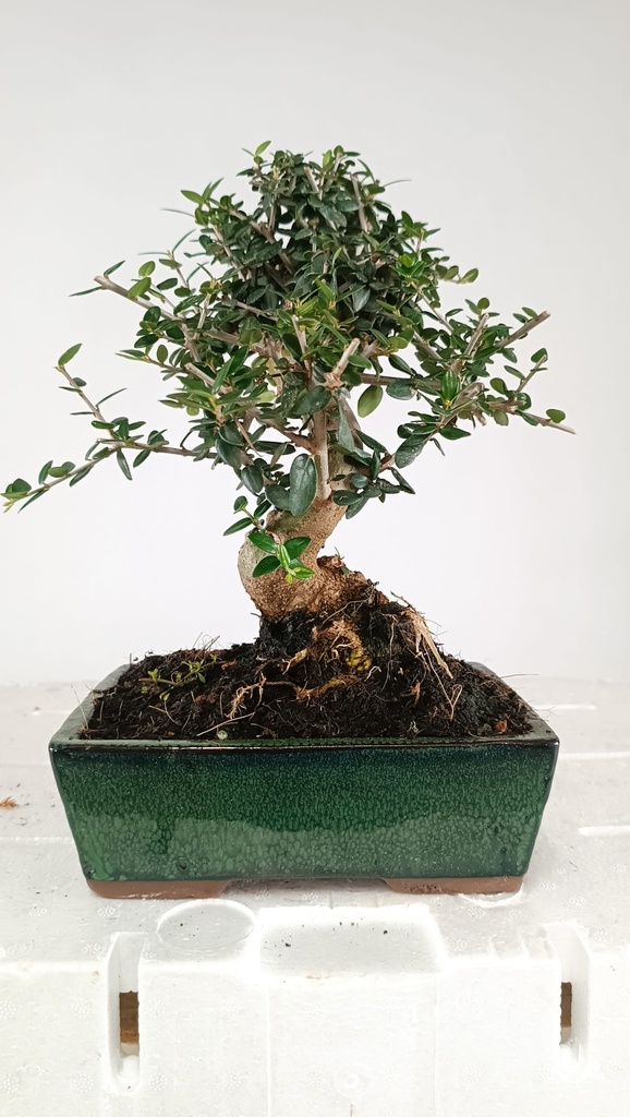 0 Olea europaea sylvestris, 66 euros