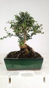 0 Olea europaea sylvestris, 66 euros