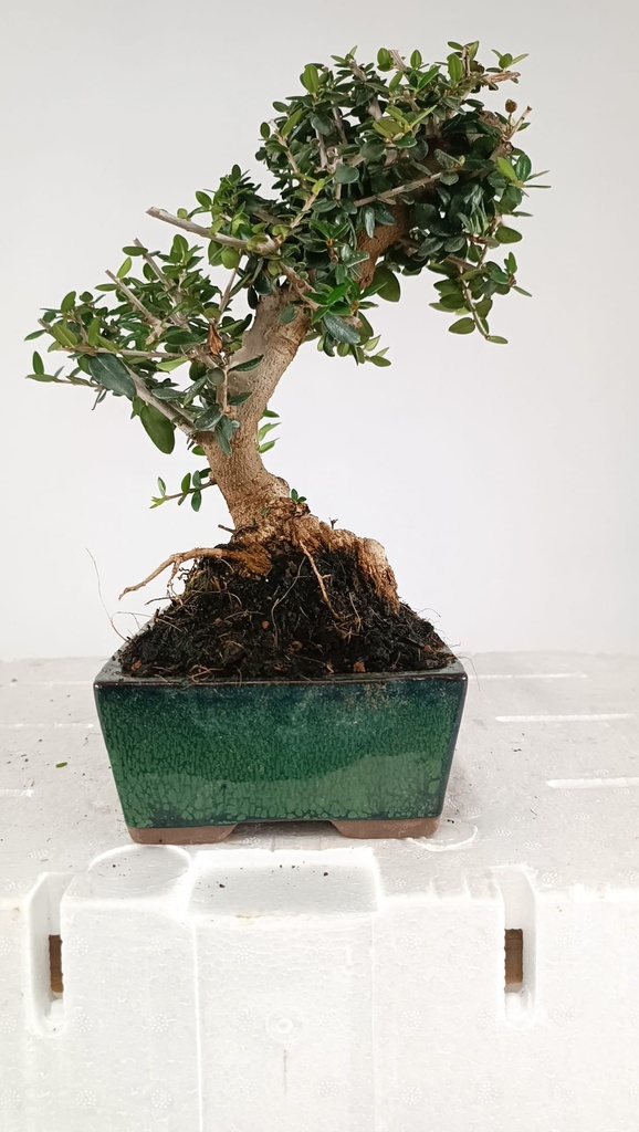 0 Olea europaea sylvestris, 66 euros