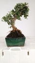 0 Olea europaea sylvestris, 66 euros