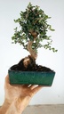0 Olea europaea sylvestris, 66 euros