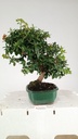 Pyracantha ap,  100 euros