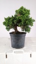 2 Juniperus chinensis, 60 euros
