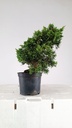 2 Juniperus chinensis, 60 euros