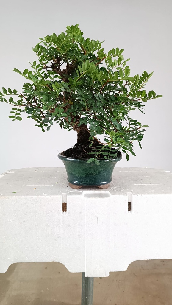 1 Pistacha lentiscus, 80 euros