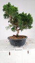 2 Juniperus chinensis kyushu, 55 euros