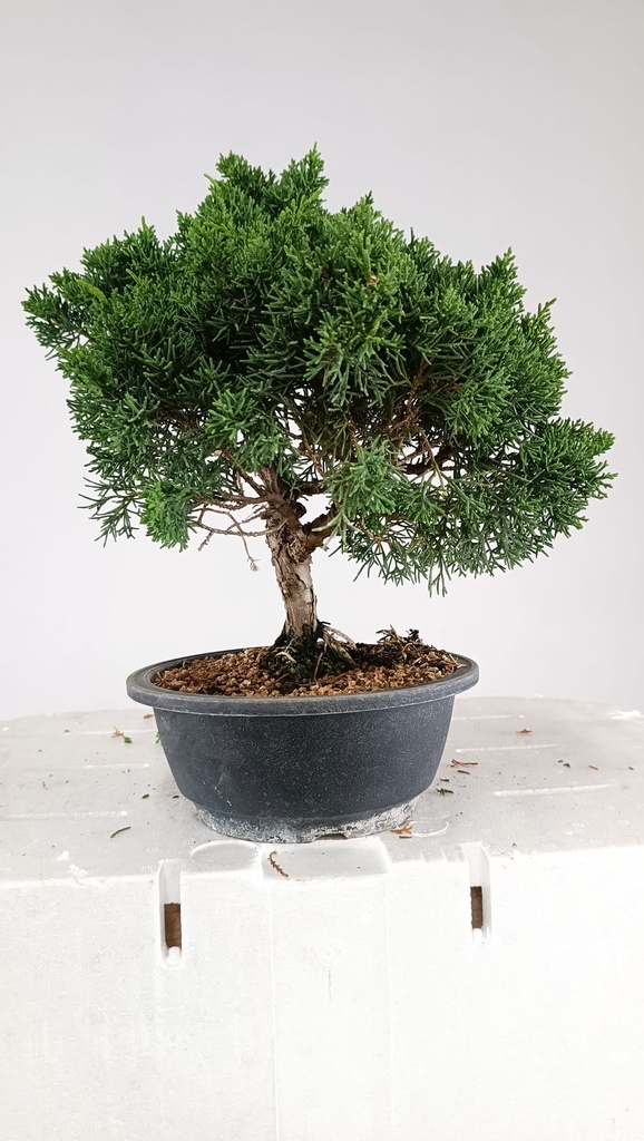 2 Juniperus chinensis kyushu, 55 euros