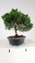 2 Juniperus chinensis kyushu, 55 euros