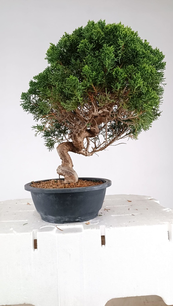 3 Juniperus chinensis kyushu, 155 euross