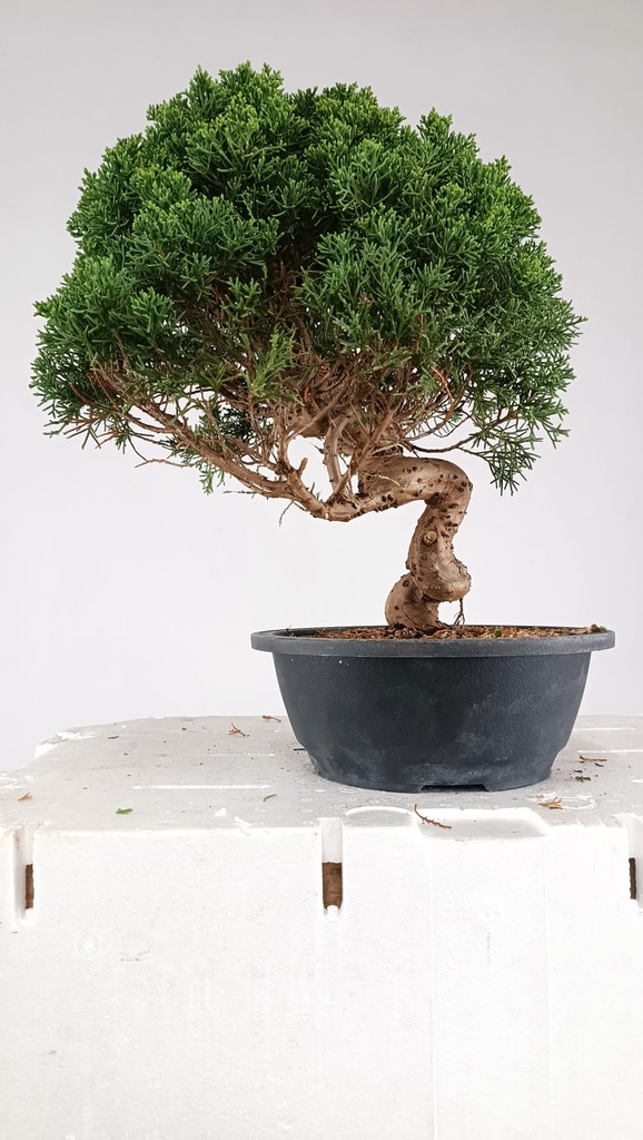 3 Juniperus chinensis kyushu, 155 euross