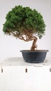 3 Juniperus chinensis kyushu, 155 euross