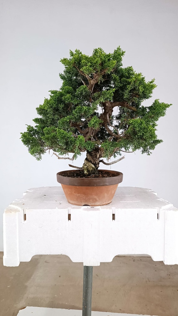 Juniperus chinensis itoigawa,  770 euros