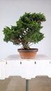 Juniperus chinensis itoigawa,  770 euros