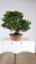 Juniperus chinensis itoigawa,  770 euros