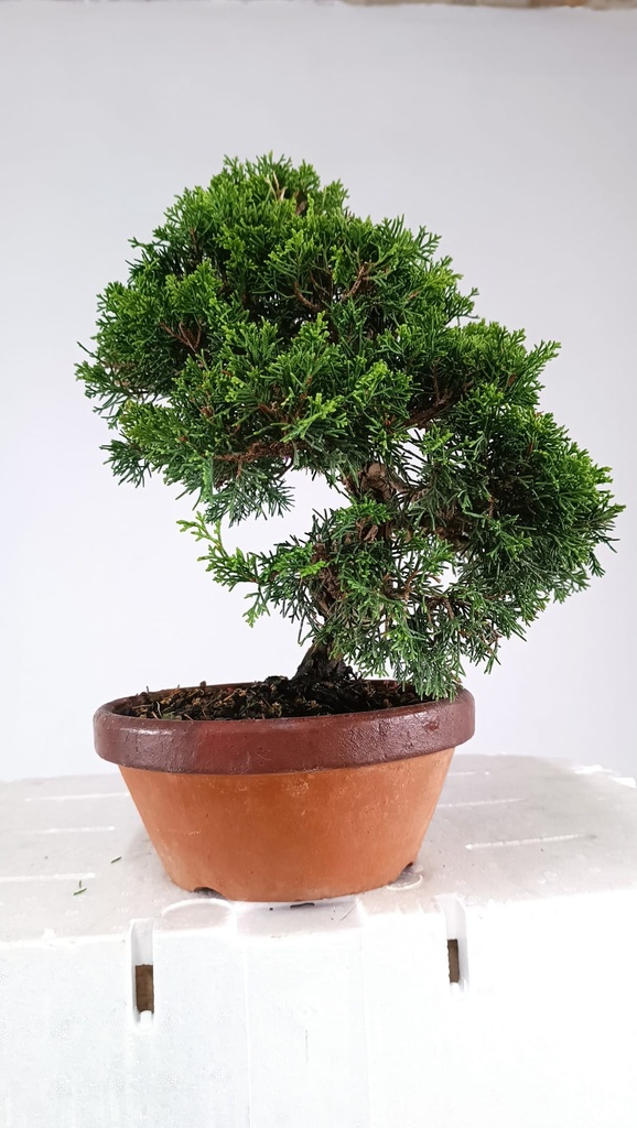 Juniperus chinensis itoigawa  450 euros