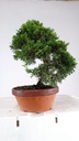 Juniperus chinensis itoigawa  450 euros