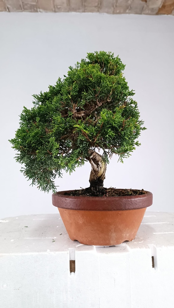 Juniperus chinensis itoigawa  450 euros