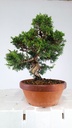 Juniperus chinensis itoigawa  450 euros