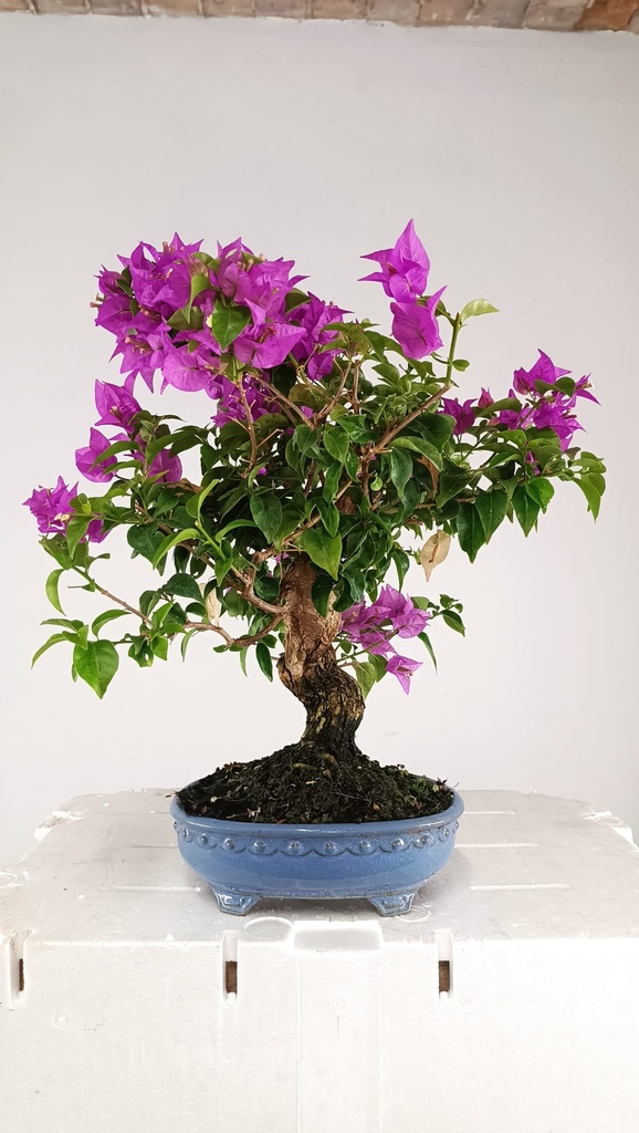 Bouganvillea glabra  220 euros