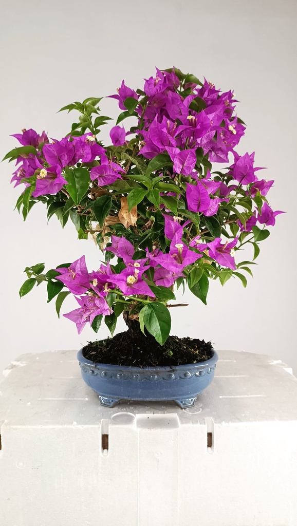Bouganvillea glabra  220 euros