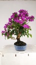 Bouganvillea glabra  220 euros