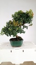 Pyracantha sp.  100 euros