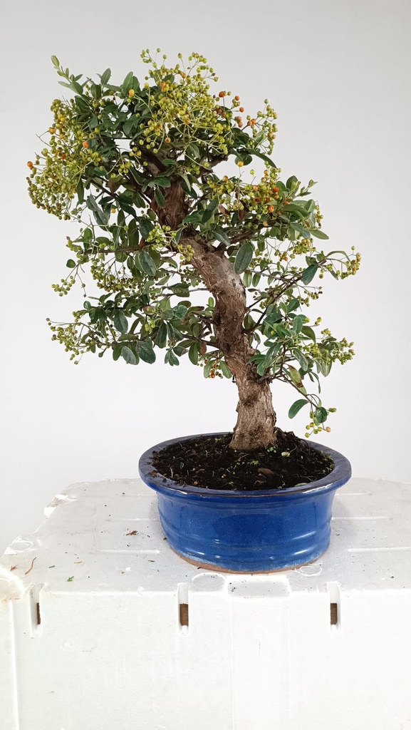 Pyracantha, 120 euros Passport -43-121638-050925