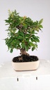 Malus sp. 85 euros Passport -43-159475-030925  D-ES