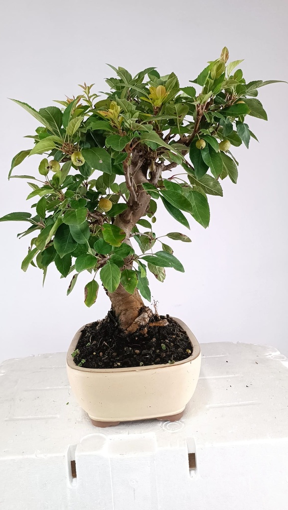 Malus sp. 85 euros Passport -43-159475-030925  D-ES