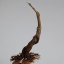 G21. Granado nejikan/ 280€