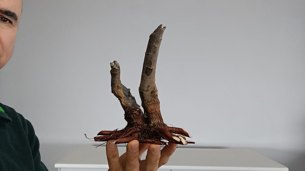 T 11. Tamarix 120 euros con envio gratis peninsula.