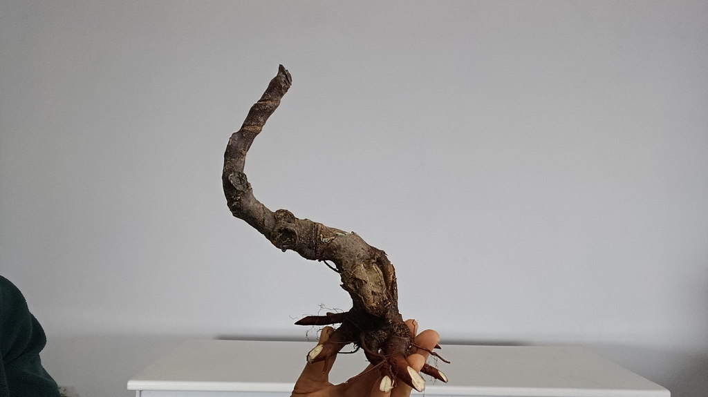 T 6. Tamarix 120 euros con envio gratis peninsula.