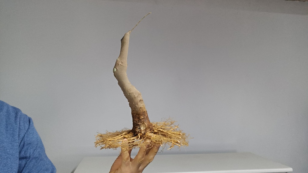 C 1. Celtis chinensis 280 euros con envio incliuido peninsula.