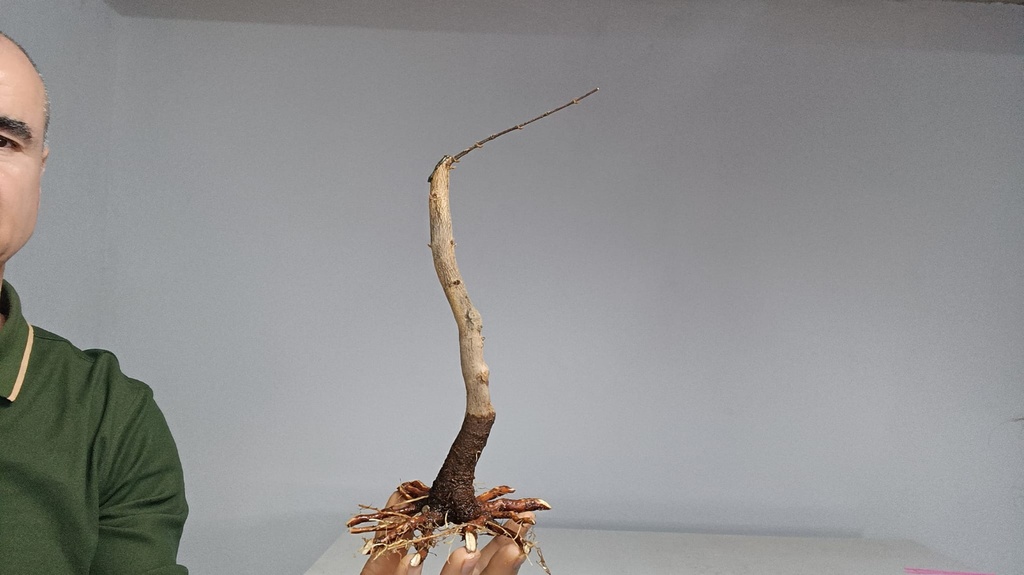 B 13. Acer buergerianum 120 euros con envio gratis peninsula.