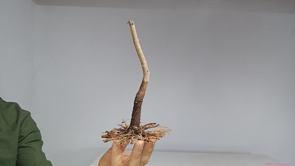 B 18. Acer buergewrianum 120 euros con envio gratis peninsula.