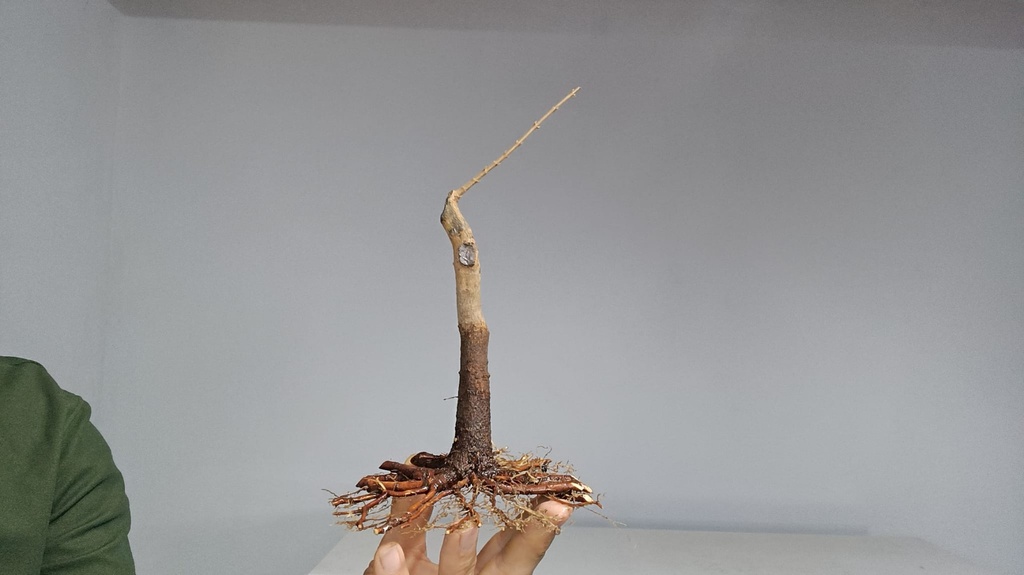 B 20. Acer buergerianum 120 euros con envio gratis peninsula.