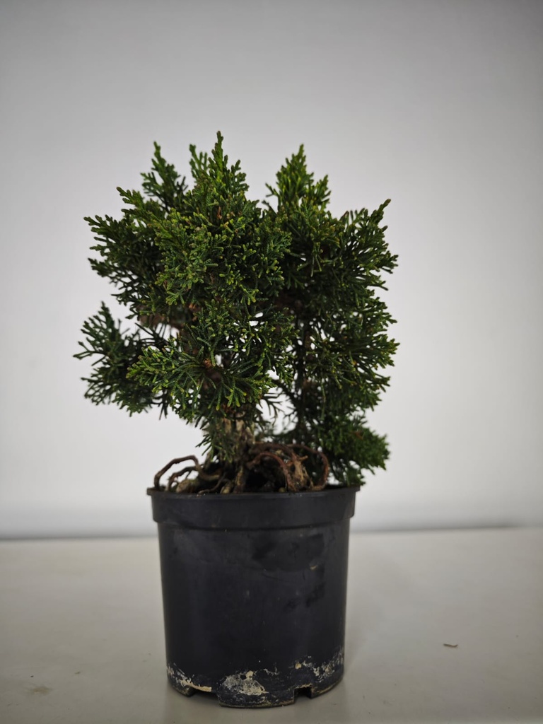 *N.º 2 Juniperus chinensis kyushu 60 euros Passport --153692- 0509  D-ES2543