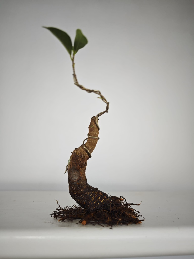 R 1. Ficus retusa 120 euros con envio gratis peninsula.