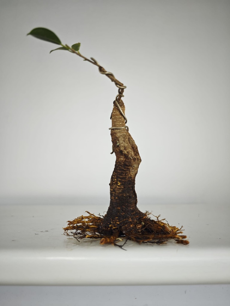 R 1. Ficus retusa 120 euros con envio gratis peninsula. R 1. Ficus retusa 120 euros con envio gratis peninsula. R 1. Ficus retusa 120 euros con envio gratis peninsula. R 1. Ficus retusa 120 euros con envio gratis peninsula. R 2. Ficus retusa 120 euros con envio gratis peninsula.