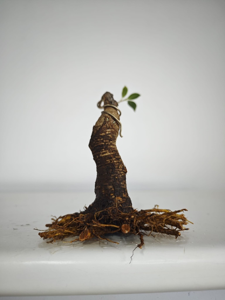 R 1. Ficus retusa 120 euros con envio gratis peninsula. R 1. Ficus retusa 120 euros con envio gratis peninsula. R 1. Ficus retusa 120 euros con envio gratis peninsula. R 1. Ficus retusa 120 euros con envio gratis peninsula. R 2. Ficus retusa 120 euros con envio gratis peninsula.