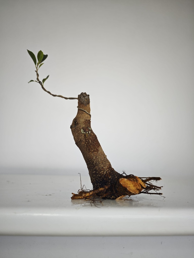 R 3. Ficus retusa 120 euros con envio gratis peninsula.